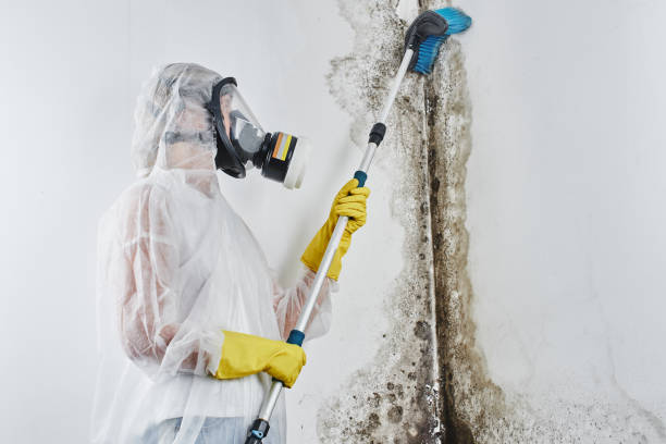 Trusted Lindsay, CA Mold Remediation Experts